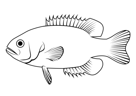 Rock Bass (Ambloplites Rupestris) Coloring Page